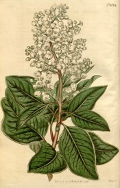 The image shows a flowering shoot with leaves and tubular white flowers.  Taken from Curtis's Botanical Magazine, t.2024, 1818.