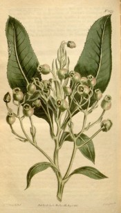 The image shows a shoot  with leaves and tubular, greenish, pink-tinged flowers.  Curtis's Botanical Magazine, t.1577, 1813.