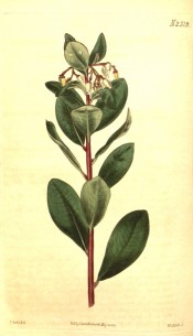 Image shows shoot with red bark, leaves and small, creamy white flowers.  Curtis's Botanical Magazine t.2319, 1822.