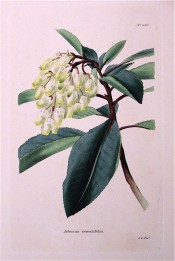 Figured are toothed, lance-shaped leaves and terminal panicle of white flowers.  Loddiges Botanical Cabinet no.580, 1821.