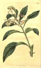 Shown are lance-shaped leaves with scalloped margins and star-shaped pink flowers.  Curtis's Botanical Magazine t.1950, 1819.