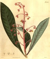 Shown are the pointed, lance-shaped leaves and a terminal panicle of pink flowers.  Curtis's Botanical Magazine t.2364, 1822.