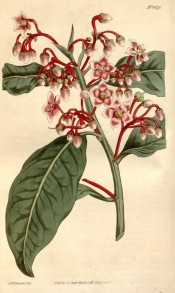 Illustrated are the lance-shaped leaves and racemes of rosy-pink flowers.  Curtis's Botanical Magazine t.1677, 1814.