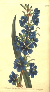 The image shows sword-shaped leaves and a spike of bright blue flowers.  Curtis's Botanical Magazine t.605, 1802.