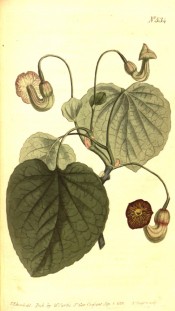 The image depicts large, heart-shaped leaves and purple-brown pipe-like flowers.  