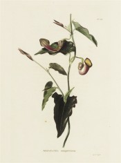 Shown are triangular leaves and funnel-shaped yellow and purple flowers with curved tube. Loddiges Botanical Cabinet no.231,1818