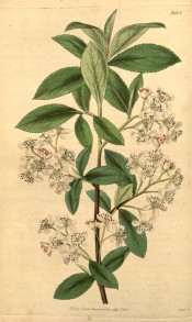 Figured are toothed elliptic leaves and racemes of small white flowers.  Curtis's botanical Magazine t.3668, 1838.