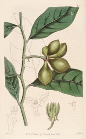 illustrated are the shiny lance-shaped leaves, greenish fruits and yellow-green flower.  Botanical Record f.423, 1820.