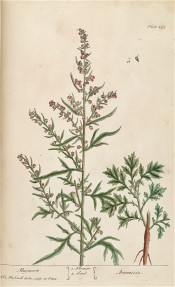 Shown are pinnatisect leaves and flower heads that are reddish in this lithograph.  Blackwell pl.431, 1839.