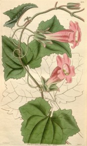 Figured are leaves and trumpet-shaped flowers with rose-pink corolla and paler tube.  Curtis's Botanical Magazine t.3037, 1830.