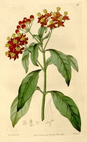 Shown are lance-shaped leaves and umbel-like cymes of orange-red flowers.  Botanical Register f.81, 1816.