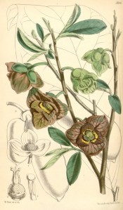 Illustrated are the browny-green flowers, leaves, and fruit in outline.  Curtis's Botanical Magazine t.5854, 1870.