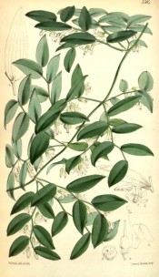 Illustrated are the leathery, ovate cladophylles and small greenish-white flowers.  Curtis's Botanical Magazine t.5584, 1866.