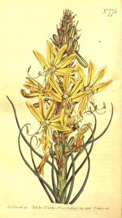 Figured is a leafy raceme of yellow flowers, the petals with a central dark stripe.  Curtis's Botanical Magazine t.773, 1804.