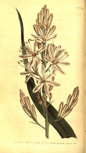 Figured is a leaf and raceme of white flowers, the petals with a central red stripe.  Curtis's Botanical Magazine t.799, 1804.