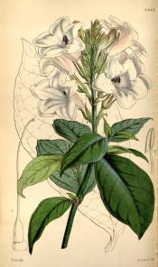 Figured are ovate leaves and terminal raceme of trumpet-shaped white flowers.  Curtis's Botanical Magazine t.4449, 1849.