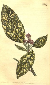 Illustrated is the yellow-splotched leaf and red flowers.  Curtis's botanical Magazine t.1197, 1809.