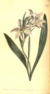 Illustrated are lance-shaped leaves and whitish flowers with yellow markings.  Curtis's Botanical Magazine t.576, 1802.