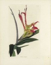 Figured are lance-shaped leaves and somewhat tubular scarlet-purple-flowers.  Loddiges Botanical Cabinet no.1006, 1825.