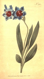 Figured are lance-shaped leave and blue flowers with red centre.  Curtis's Botanical Magazine t.410, 1798.