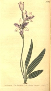 illustrated are lance-shaped leaves and whitish flowers with yellow markings.  Curtis's Botanical Magazine t.621, 1803.