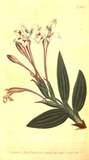 Illustrated are lance-shaped leaves and white flowers with red markings.  Curtis's Botanical Magazine 