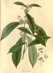 Figured are lance-shaped leaves and spikes of tubular, 2-lipped, blue flowers.  Wallich pl.82, 1830.