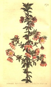 Shown are the 3-palmate, deep green leaves and solitary, bowl-shaped, pink  flowers.  Curtis's Botanical Magazine t.715, 1804.