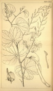 The line drawing shows heart-shaped leaves, flowers and pods.  Hooker's Icones Plantarum t.CXLI, 1837.