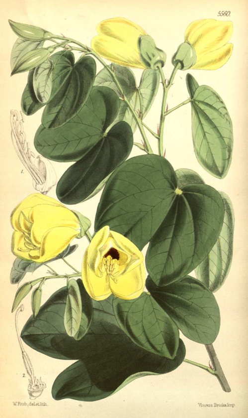 Hortus Camdenensis | Bauhinia tomentosa L.