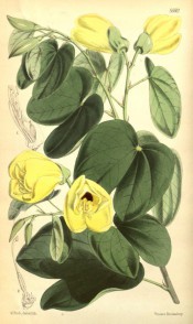 Figured are deeply notched leaves and cup-shaped lemon yellow flowers.  Curtis's Botanical Magazine t.5560, 1866.