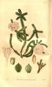 Figured is a shrub with small, dense foliage and feathery pink flowers.  Curtis's Botanical Magazine t.3272, 1833.