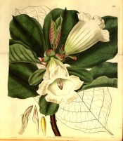 The image shows leaves and white trumpet-shaped flowers.  Curtis's Botanical Cabinet t.3213, 1833.