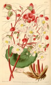 The image depicts a begonia with rounded leaves, red stems and white flowers.  Curtis's Botanical Magazine t.4172, 1845.