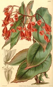 Figured are green, red-tinged leaves and deep red flowers.  Curtis's Botanical Magazine t.3990, 1843.