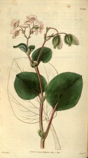 Illustrated are ovoid leaves, reddish stems and small pink flowers.  Curtis's Botanical Magazine t.2920, 1829.