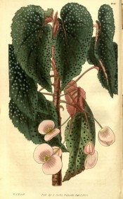 Depicted is a cane begonia with dark green, silver-spotted leaves and pink flowers.  Curtis's Botanical Magazine t.2849, 1828.