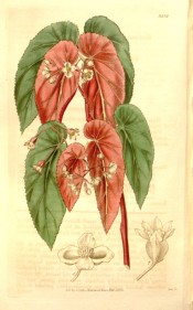 Depicted is a cane begonia with green leaves, red at the back, and white flowers.   Curtis's Botanical Magazine t.3532, 1836.