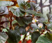 Depicted is a rhizomatous begonia with deep green leaves, red at the back, reddish stems and pink flowers.  Camden Park, CM.