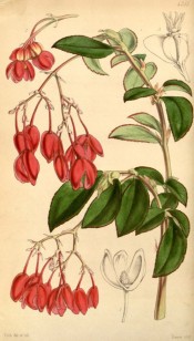 Figured are oblong-lanceolate, toothed leaves and pendant red flowers.  Curtis's Botanical Magazine t.4281, 1847.