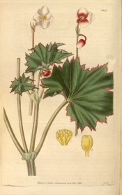 Figured are serrated to lobed, red-edged leaves and clusters of pinkish-white flowers. Curtis's Botanical Magazine t.3387, 1835.