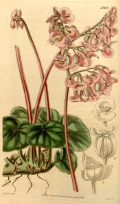 Figured are small hairy leaves and small rose-pink flowers in long-stalked clusters. Curtis's Botanical Magazine t.3968, 1842.