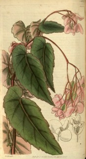 Figured are serrated, lance-shaped leaves and clusters of pinkish-white flowers. Curtis's Botanical Magazine t.2900, 1829.