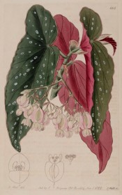 The image depicts a cane begonia with silver spotted leaves, red at the back, and pink flowers.  Botanical Register f.666, 1822.