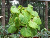 Illustrated are the oval, toothed, red -edged pale green leaves.  Photographed at Camden Park by Colin Mills.