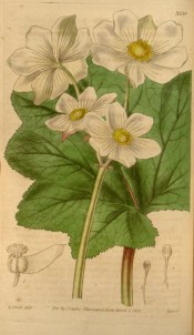 Figured are kidney-shaped leaves and large, white, eight-petalled flowers.  Curtis's Botanical Magazine t.3559, 1837.