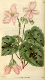 Figured are ovoid leaves with brown-purple patches and light pink flowers.  Curtis's Botanical Magazine t.2962, 1830.