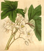 Figured are lobed and toothed leaves, similar to a Plane Tree, and white flowers.  Curtis's Botanical Magazine t.3591, 1837.