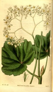 Illustrated are the grape vine-like leaves and small white flowers.  Curtis's Botanical Magazine t.3225, 1833.