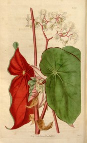 Figured are green leaves, deep red on the back, and white  flowers.  Curtis's Botanical Magazine t.3520, 1836.